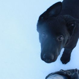 German Shepherd Puppies from Thornock Shepherds
