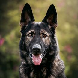 Kalypsó - German Shepherd