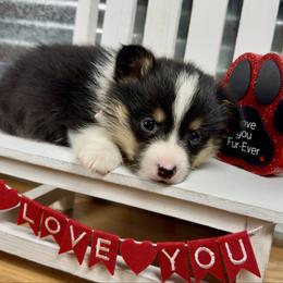 Ace - Black and tan male Pembroke Welsh Corgi puppy in Hotchkiss, Colorado from Grand Mesa Corgis
