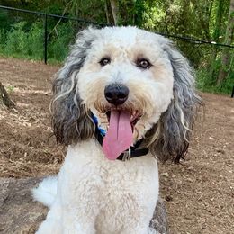 Bernedoodles, Bernese Mountain Dogs, Double Doodles, and Golden Mountain Dogs from OlliePups, LLC