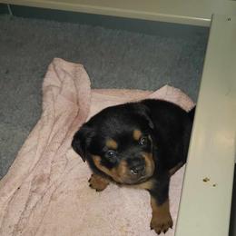 Boy1 - Black and mahogany male Rottweiler puppy in Bartonsville, Pennsylvania from Karol's Rottweilers