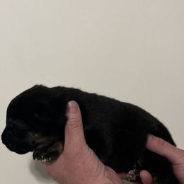 Boy 3 - German Shepherd puppy in Shelton, Washington from K&L Kennels