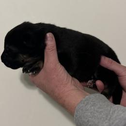 Boy 3 - German Shepherd puppy in Shelton, Washington from K&L Kennels