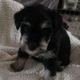 Girl 3 green puppy - Black and silver female Miniature Schnauzer puppy in Fresno, California from Findell Kennel, LLC