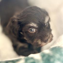 Luna - Chocolate female Havanese puppy in Arizona from HavaDoggie