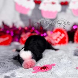 Snuggles - Black tri female Toy Australian Shepherd puppy in Liberty Hill, Texas from Pistol Paws Aussies