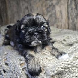 Ridley - Brindle and white male Shih Tzu puppy in Mountain Grove, Missouri from Precious Puppies