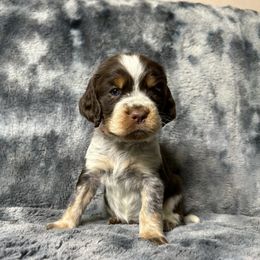 Lydia - Liver white and tan female English Springer Spaniel puppy in Battle Creek, Michigan from Eden Springer Spaniels