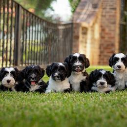 Papillon and Tibetan Terrier Puppies from Corsair Tibetan Terriers & Papillons
