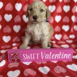 Reese - Apricot male Goldendoodle puppy in Waterford, California from Alvdoodles