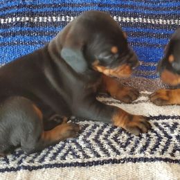 Beagle and Doberman Pinscher Puppies from Daisy Mountain Beagles