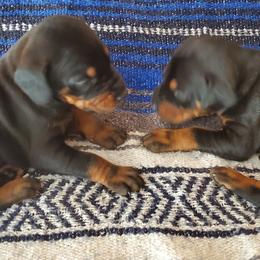 Beagle and Doberman Pinscher Puppies from Daisy Mountain Beagles