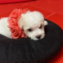 Roxy - yellow collar - White female Bichon Frise puppy in 63101 (St. Louis Metro Area), Missouri from BichonSTL