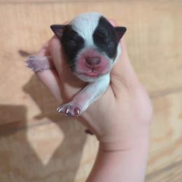 Boy 1 - Blue speckled male Australian Cattle Dog puppy in Tulsa, Arkansas from Red Desert Australian Cattle Dogs