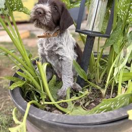 Brown Boy - Brown and gray male Wirehaired Pointing Griffon puppy in Sheldon, Vermont from Ole Poor Farm