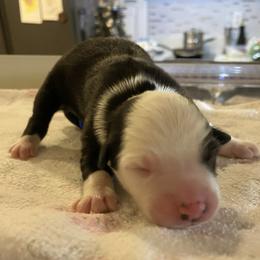Mercy - Black & white female Miniature Australian Shepherd puppy in Marysville, Washington from Garay Mini Aussies