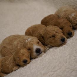 Poodle Puppies from Merrily Miniature Poodles