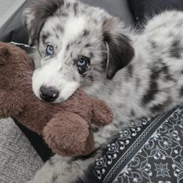 Australian Shepherd and Miniature Australian Shepherd Puppies from Fairfax Aussies
