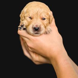 Karla Rose ( light Pink collar ) - Golden female Golden Retriever puppy in Oregon from A Goldens First Love