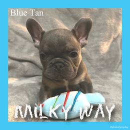 Milky Way - Tricolors male French Bulldog puppy in Watkinsville, Georgia from Ronghi's Wiggle Butt Frenchies