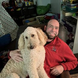 Goldendoodle All Grown Up from Faithfully Yours Doodles