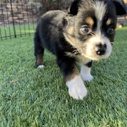 Miniature Australian Shepherd Puppies from B my Sunshines Mini Aussies