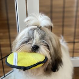 Shih Tzu Puppies from Willow Lane Shih Tzus