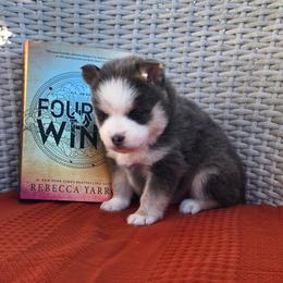 Tairn - Silver and white male Pomsky puppy in Sumter, South Carolina from Emerald Skies Pomskies