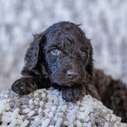 Black - Brown Poodle puppy in Mc Kinney, Texas from Kenney kennels