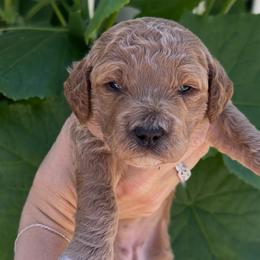 Amy - Apricot female Goldendoodle puppy in Cocoa, Florida from The Coastal Homestead