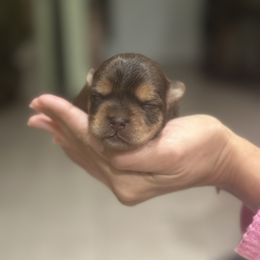 Pomeranian and Yorkshire Terrier Puppies from Dreaming Puppies
