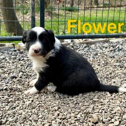 Flower - Black and white female Border Collie puppy in Milton, Pennsylvania from C&C Border Collies