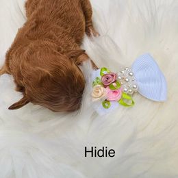 Pekingese and Poodle Puppies from Dogs lovers