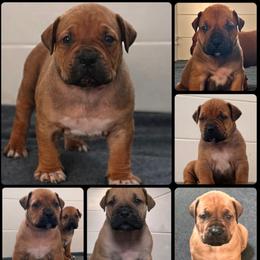 Reservation A - Red female Boerboel puppy in Pennsylvania from Cold River Boerboels