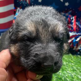 Girl 1 - Black and tan female German Shepherd puppy in Joshua, Texas from American Viking GSD Ranch