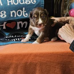 Girl 1 - female Border Collie puppy in Wakeman, Ohio from Sandstone Ridge Kennels