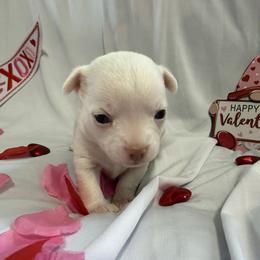 Frosty - White male Chihuahua puppy in Austin, Indiana from Dog Bones N Harmony