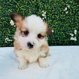 Phoenix - White and red male Pembroke Welsh Corgi puppy in Denver, Colorado from Monarch Corgis