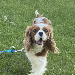 Poppy - Cavalier King Charles Spaniel
