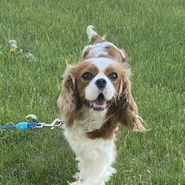 Poppy - Cavalier King Charles Spaniel