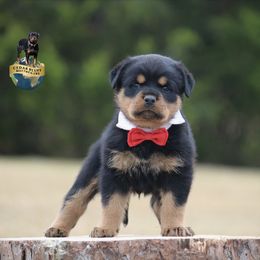Boy 3 - Black and mahogany male Rottweiler puppy in Uniontown, Alabama from CedarBluff Rottweilers