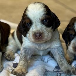 Female 2 - Tri-Roan female English Springer Spaniel puppy in Fairfield, California from Goldridge Springers
