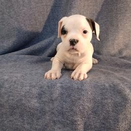Puppy 5 Purple - White and brindle female American Bulldog puppy in Christiansburg, Virginia from Iron Will American Bulldogs