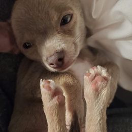 Luh Love - Chihuahua