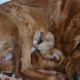 Boy 1 - Golden Retriever puppy in Minnesota from Kayla's Goldens