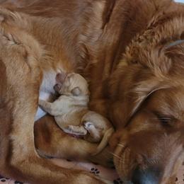 Boy 1 - Golden Retriever puppy in Minnesota from Kayla's Goldens