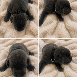 Bramble (Black Collar) - Charcoal male Dilute Retriever puppy in Baldwin City, Kansas from Hedge Lane Labradors
