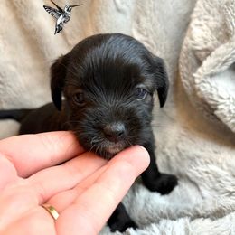 Yorkshire Terrier Puppies from Hummingbird Farm & Gardens