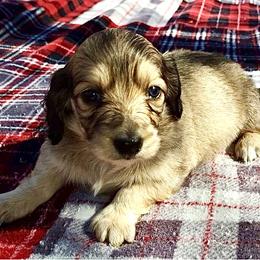 Dachshund Puppies from Meadow Ridge Dachshunds