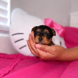 April - Black and tan female Yorkshire Terrier puppy in Surprise, Arizona from Taylored Pups